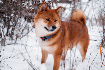 Siba dog in snow. Winter background with cute dog. Shiba Inu Japanese husky in winter