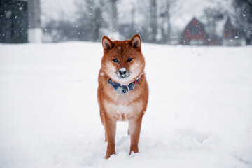 Siba dog in snow. Winter background with cute dog. Shiba Inu Japanese husky in winter