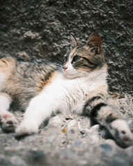 Portrait of a street cat from Rhodes