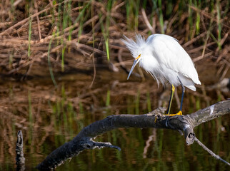 Snowy Egret