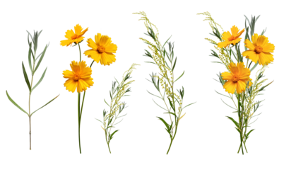 Coreopsis lanceolensis flowers and branches of greenery and an example of a bouquet made from them. Set of elements for creating collage, postcards, floral arrangement, wedding cards and invitations.
