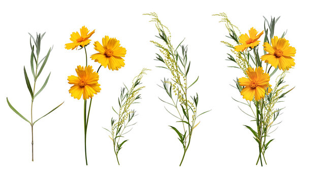 Coreopsis lanceolensis flowers and branches of greenery and an example of a bouquet made from them. Set of elements for creating collage, postcards, floral arrangement, wedding cards and invitations.