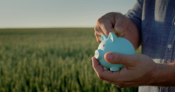 The farmer puts coins in a piggy bank, stands against the background of a field of still green wheat