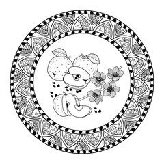 Vector mandala frame with apples for adult coloring book, cornice mandala vettoriale con mele da colorare per libro adulti