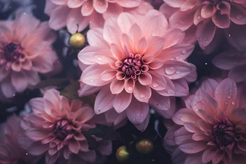 Foto op Plexiglas Dahlias flowers close up bouquet wallpaper © Kislinka_K