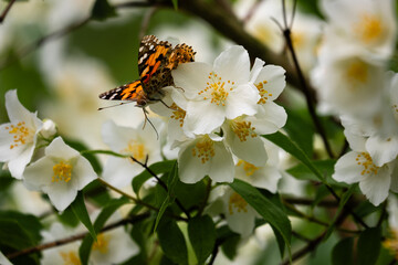 Motyle Rusałka osetnik na kwiatach jasminu - obrazy, fototapety, plakaty