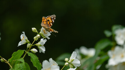 Motyle Rusałka osetnik na kwiatach jasminu