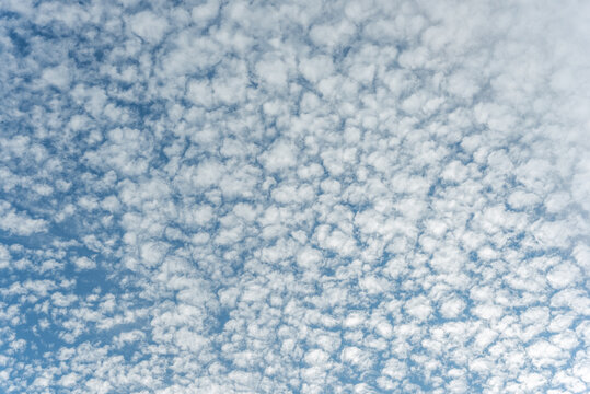 Mottled sky formed by Altocumulus stratiformis clouds.