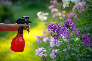 Spray garden flowers with water.A hand with a water spray gun. Caring for flowers in a flower bed.