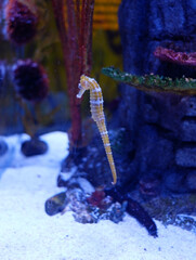 The seahorse is attaching itself to the coral.