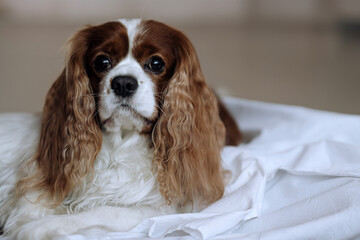 cavalier king charles spaniel