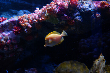 Small fish swimming in the sea with aquatic plants and corals.