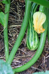 Obraz premium Zucchini grows in the garden