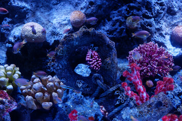 Small fish swimming in the sea with aquatic plants and corals.