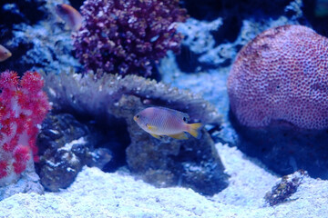 Small fish swimming in the sea with aquatic plants and corals.