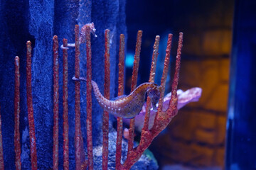 The seahorse is attaching itself to the coral.