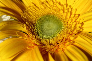 Closeup gerbera daisy flower macro photo