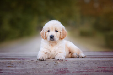 dog puppy newborn golden retriever labrador 1 month on a walk in the park in summer. Small puppies for sale