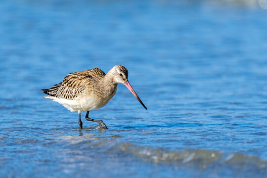 Knutt, Calidris canutus, am Dar&szlig;er Nordstrand bei Prerow, Mecklenburg-Vorpommern, Deutschland
