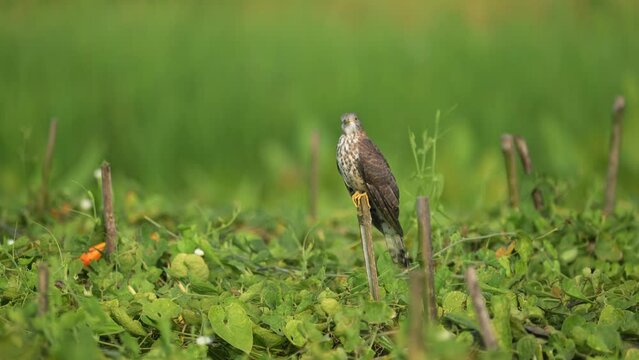 A Shikra, also known as little banded goshawk or Indian sparrowhawk, perches quietly in a Bangladesh field, scanning the grass below with sharp eyes, ready to strike its prey