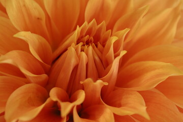 The head of an orange color flower close up