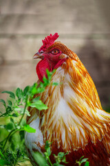 The Majestic Crimson-Feathered Rooster: A Captivating Portrait from the Farm. Beautiful red rooster on the farm. rooster portrait.