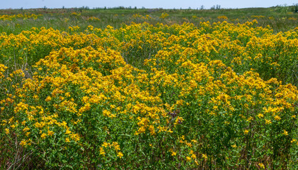 Obraz premium Hypericum perforatum - extensive thickets of medicinal plants on the island of Berezan, Ukraine