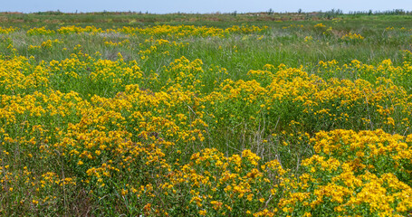 Hypericum perforatum - extensive thickets of medicinal plants on the island of Berezan, Ukraine