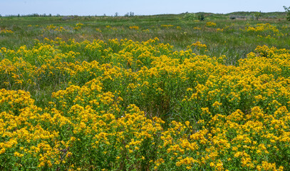 Hypericum perforatum - extensive thickets of medicinal plants on the island of Berezan, Ukraine
