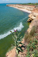 Blooming thistle against the backdrop of a steep cliff on the island of Berezan, Ukraine
