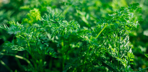 Young carrots in the garden. Carrot bushes planted in a row . Growing vegetables in rural areas. Care and treatment of plants. Future harvest.