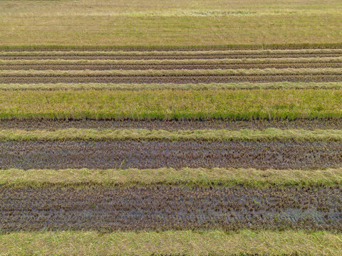 Campo de cereais. Linhas, background 