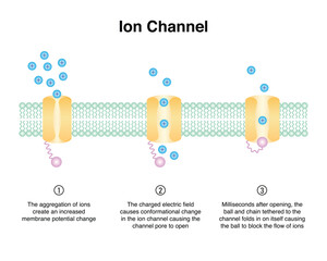 Scientific Designing of Ion Channel and Ion Movement. Vector Illustration. - obrazy, fototapety, plakaty