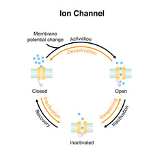 Scientific Designing of Ion Channel and Ion Movement. Vector Illustration.