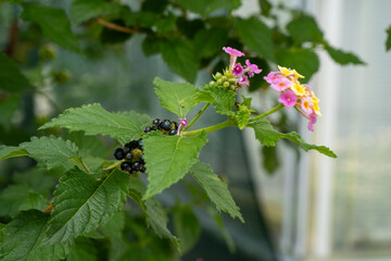 Lantana camara Irene plant on the flowerbed. Flowers in garden. lantana flower bush. Nature background. Green leaves in summer. Black berry.