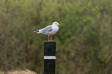 Goéland argenté,.Larus argentatus, European Herring Gull