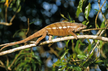 Cameleon panthere; male; Furcifer pardalis; Madagascar