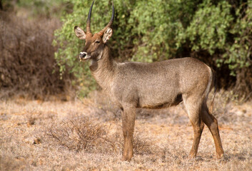Cobe defassa, Kobus defassa, Parc national de Nakuru, Kenya