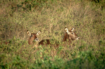 Cobe defassa, Kobus defassa, Parc national de Nakuru, Kenya