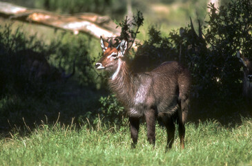 Cobe defassa, Kobus defassa, Parc national de Nakuru, Kenya