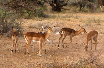 Impala, Aepyros melampus, Parc national de Nakuru, Kenya