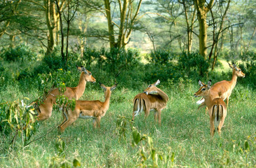 Naklejka na ściany i meble Impala, Aepyros melampus, Parc national de Nakuru, Kenya