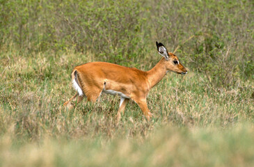 Impala, Aepyros melampus, Parc national de Nakuru, Kenya