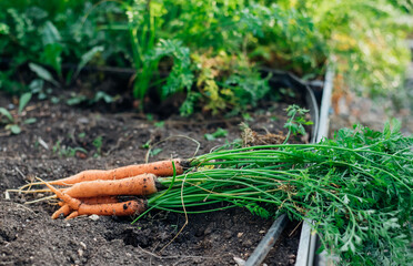 Ripe carrots in the garden in autumn. Harvesting. Growing vegetables. Natural products. Gardening...