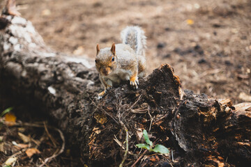 Curious squirrel Looking into camera