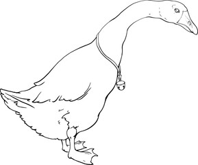 A large goose in full-length profile with a bell on its neck. For printing logos, emblems of veterinary hospitals, livestock farms. For printing books, coloring books, etc. Linear contour drawing