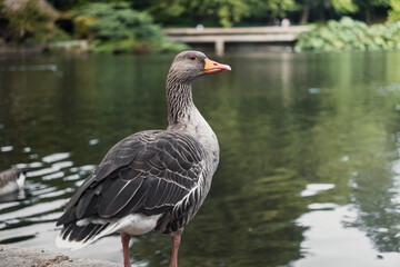 Canadian Goose Standing by Pond edge