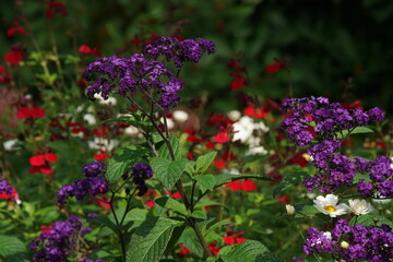 Sommer Blumen Mischung