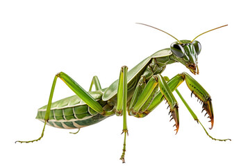 grasshopper. mantis in prayer. isolated on transparent.