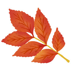 Hand drawn autumn leave